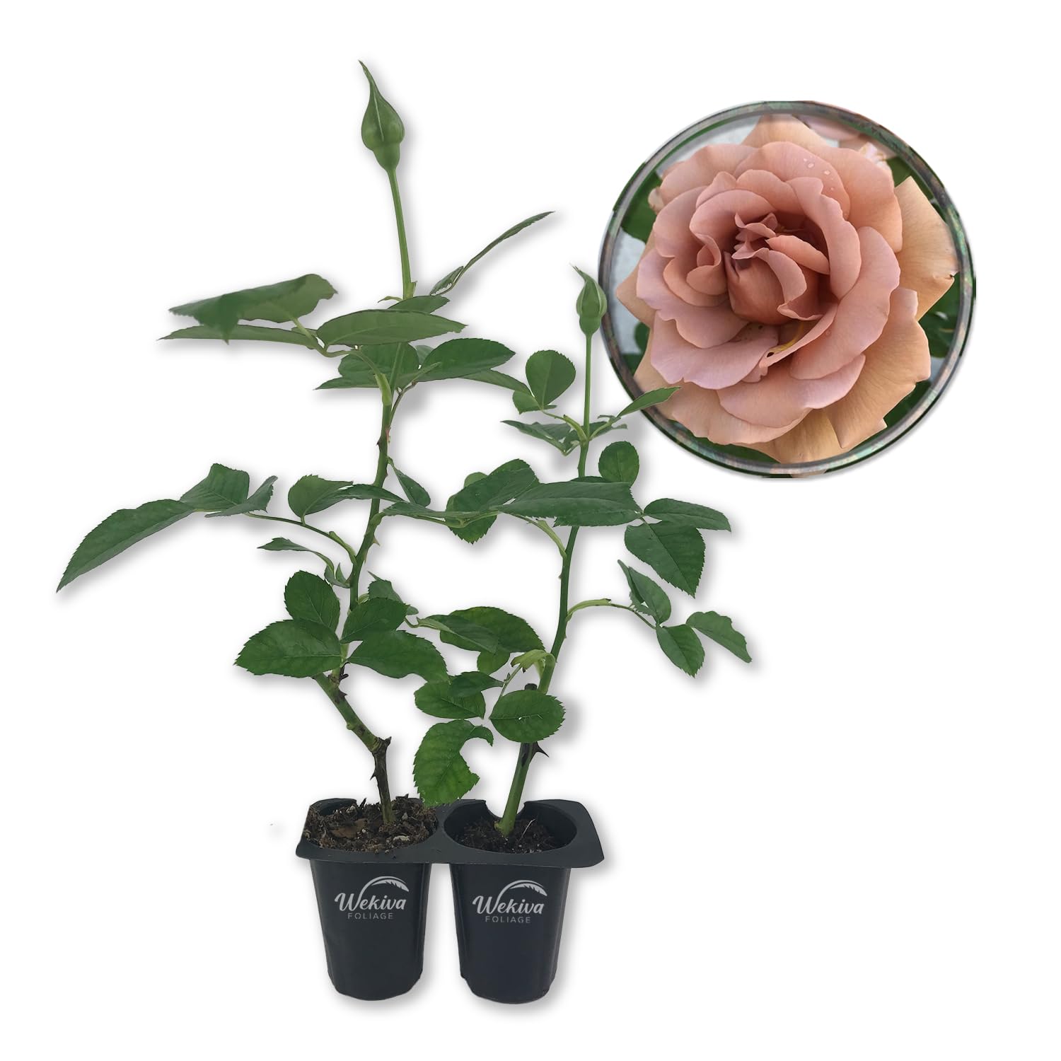 Amazon.com : Koko Loko Rose Bush - 2 Live Starter Plants in 2 Inch